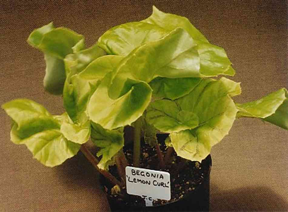 B. ‘Lemon Curl’